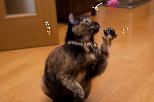 だまされないよ?_d0355333_14590451.jpg