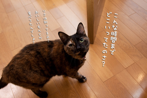 だまされないよ?_d0355333_14590499.jpg