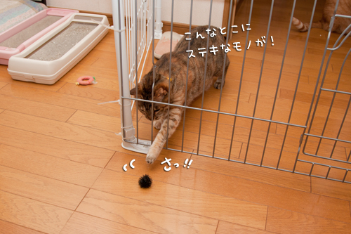 目的が違う_d0355333_14590718.jpg