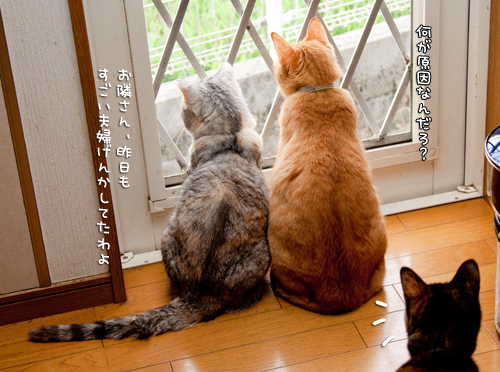 窓際にて。_d0355333_14591660.jpg