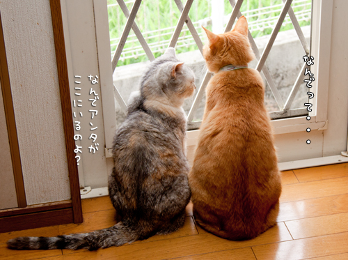 窓際にて。_d0355333_14591670.jpg