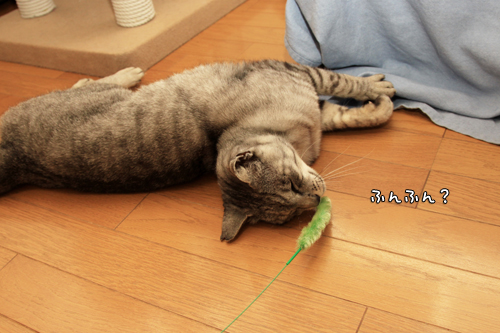 遊ぶかな?_d0355333_14591763.jpg