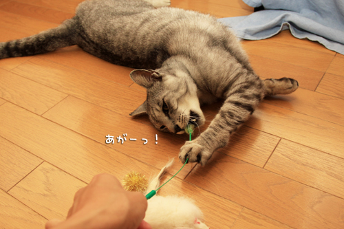 遊ぶかな?_d0355333_14591859.jpg