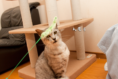 もう少し!_d0355333_14592086.jpg