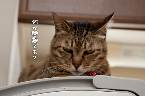 違和感ありあり_d0355333_14592295.jpg