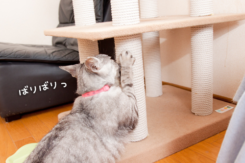 やったー!_d0355333_14592362.jpg