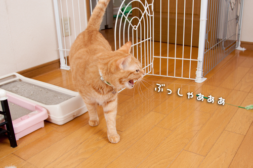 ちゃとらんもやってきた!_d0355333_14592517.jpg