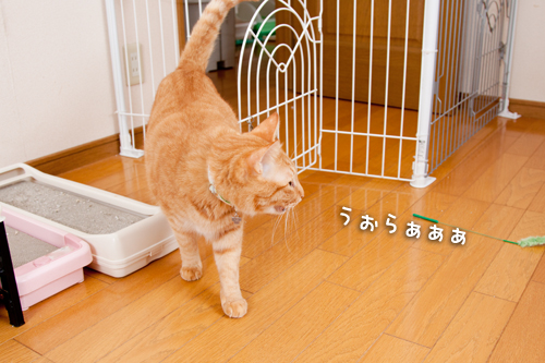 ちゃとらんもやってきた!_d0355333_14592519.jpg