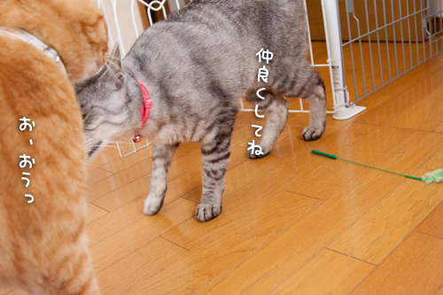 ちゃとらんもやってきた!_d0355333_14592586.jpg