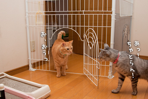 聞き上手?_d0355333_14592940.jpg