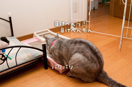 聞き上手?_d0355333_14593065.jpg