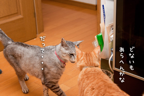 気にしてるよ_d0355333_14593105.jpg