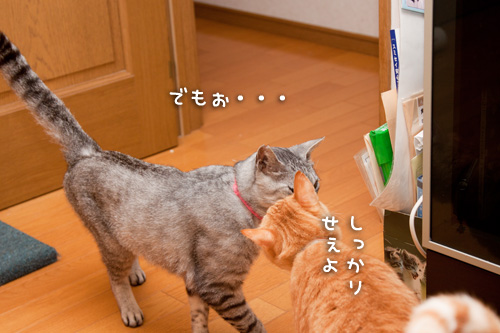 気にしてるよ_d0355333_14593174.jpg