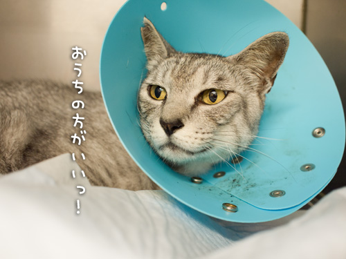 頑張ってるよ!_d0355333_14593449.jpg