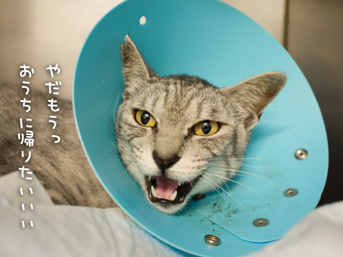 頑張ってるよ!_d0355333_14593461.jpg