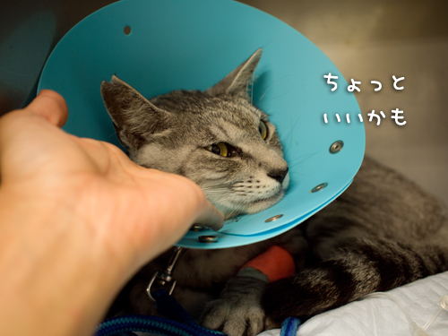 よっしゃー!_d0355333_14593518.jpg