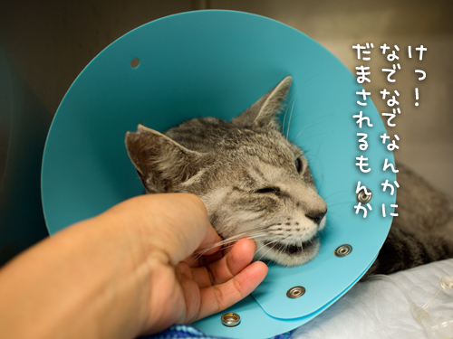 よっしゃー!_d0355333_14593551.jpg