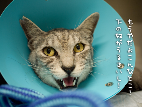 よっしゃー!_d0355333_14593557.jpg