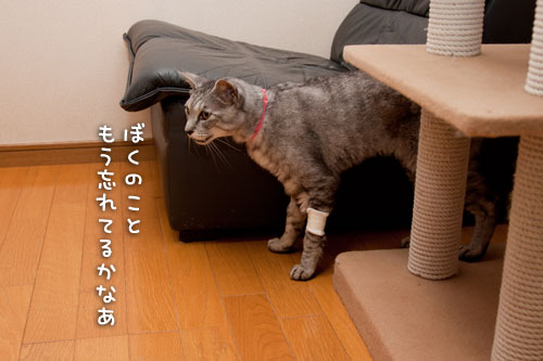 帰ってきたよ!_d0355333_14593644.jpg