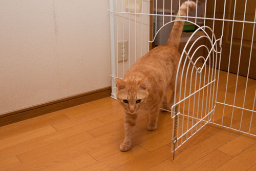 帰ってきたよ!_d0355333_14593656.jpg