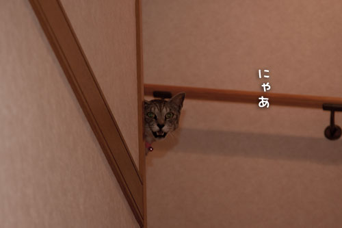 イケズなんは誰?_d0355333_14593753.jpg