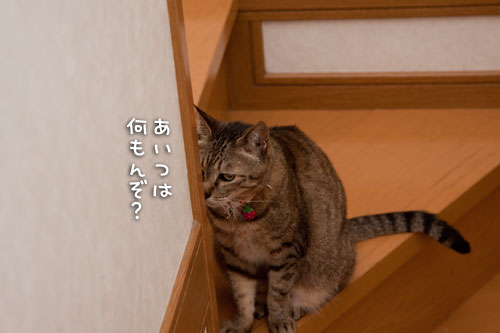 イケズなんは誰?_d0355333_14593794.jpg