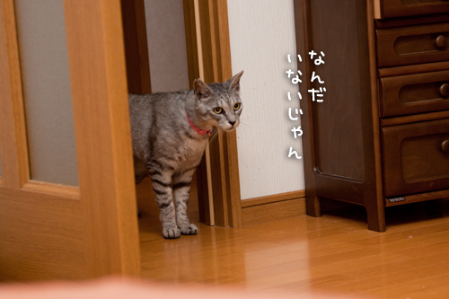 ちょろっとやってきたよ_d0355333_14593902.jpg