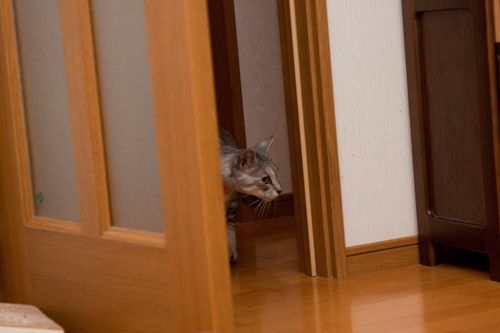 ちょろっとやってきたよ_d0355333_14593945.jpg