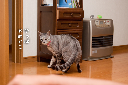 ちょろっとやってきたよ_d0355333_14593956.jpg