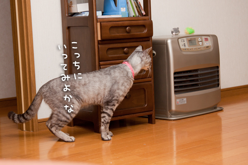 ちょろっとやってきたよ_d0355333_14593982.jpg