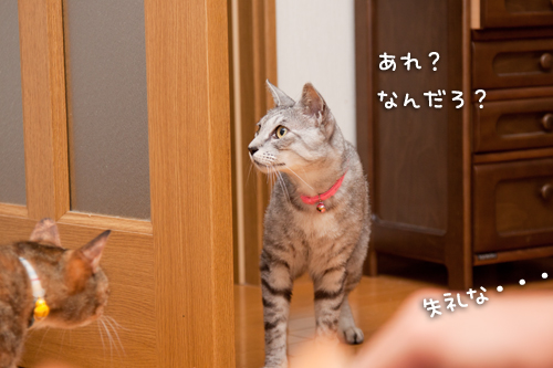 ちょろっとやってきたよ_d0355333_14594051.jpg