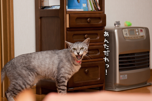 ちょろっとやってきたよ_d0355333_14594067.jpg