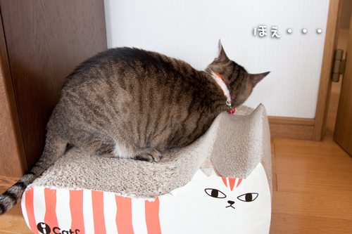 シニア猫のこだわりのなさ?_d0355333_14594117.jpg