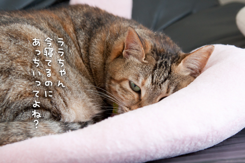 シニア猫のこだわりのなさ?_d0355333_14594188.jpg