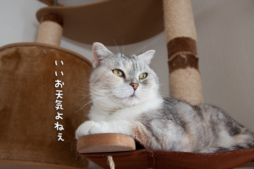 シニア猫のこだわりのなさ?_d0355333_14594191.jpg