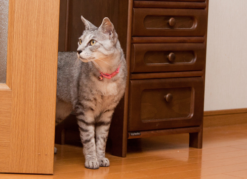 シニア猫のこだわりのなさ?_d0355333_14594216.jpg