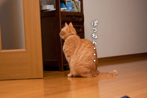 待つ猫。_d0355333_14594325.jpg