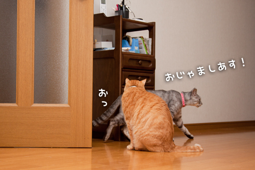待つ猫。_d0355333_14594424.jpg