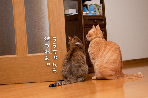 待つ猫。_d0355333_14594449.jpg