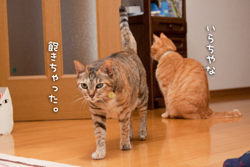 待つ猫。_d0355333_14594466.jpg