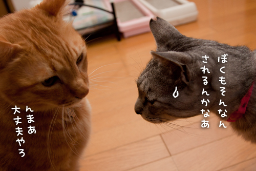 頑張った報告_d0355333_14594648.jpg