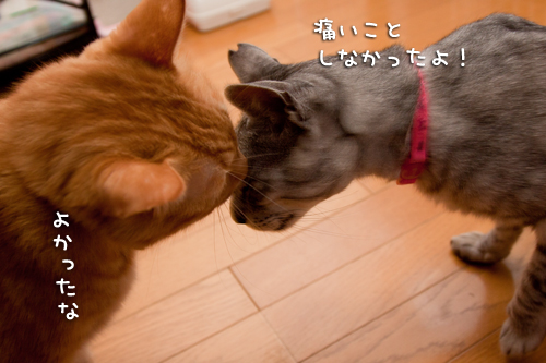 頑張った報告_d0355333_14594668.jpg