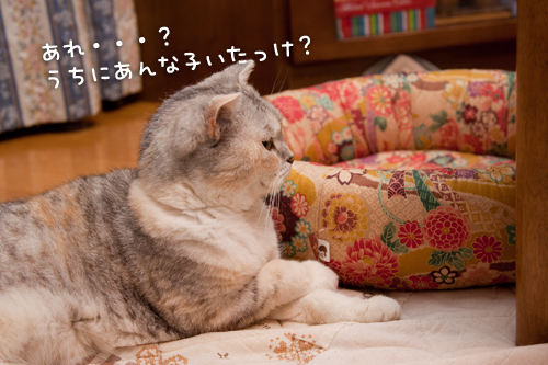 まみちゃんの反応は?_d0355333_14594895.jpg