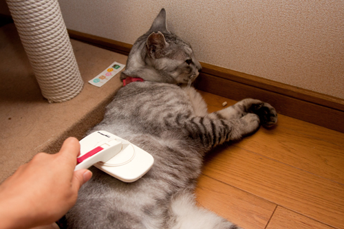 ブラシ大好き!_d0355333_14595031.jpg