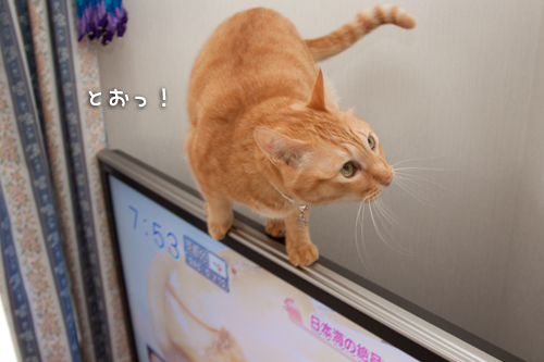 こっちの方が気になる!_d0355333_14595192.jpg