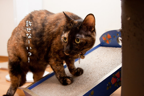 りさちゃんチェック!_d0355333_14595626.jpg