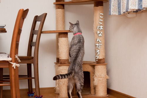 タワーでドキドキ_d0355333_14595687.jpg