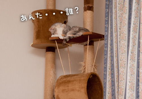 タワーでドキドキ_d0355333_14595695.jpg