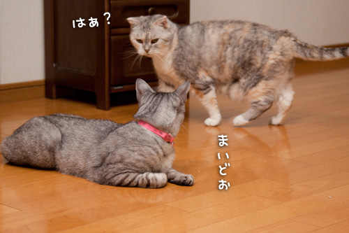 うれしはずかし_d0355333_14595859.jpg