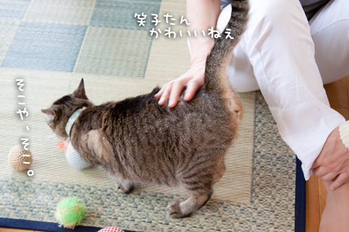 お客さんがやってきた!_d0355333_14595942.jpg